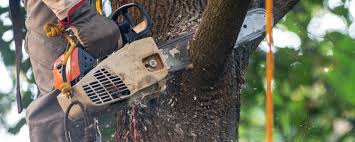 Why Choose Our Tree Removal Services in Exmore, VA?