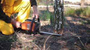 Best Tree Fertilization  in Exmore, VA