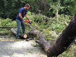 Best Storm Damage Tree Cleanup  in Exmore, VA