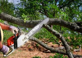 Best Arborist Consultation Services  in Exmore, VA