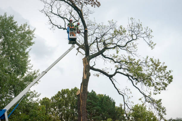 Best Hedge Trimming  in Exmore, VA