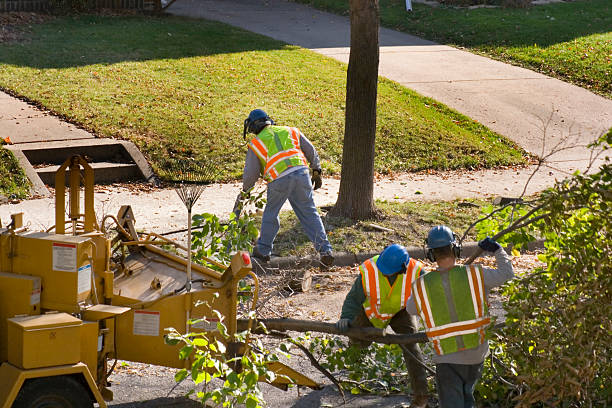 Best Hazardous Tree Removal  in Exmore, VA