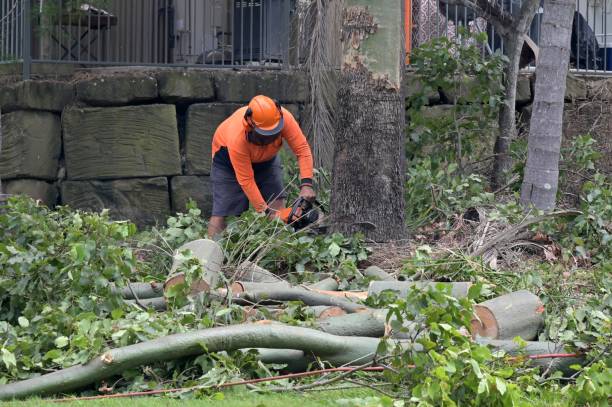 Best Root Management and Removal  in Exmore, VA