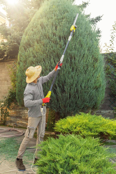 Best Tree Disease Treatment  in Exmore, VA