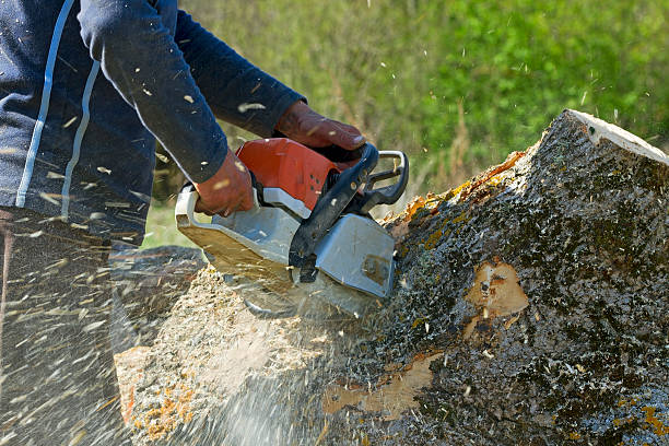 Best Palm Tree Trimming  in Exmore, VA